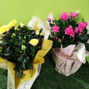 plantes