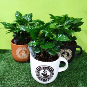 plantes