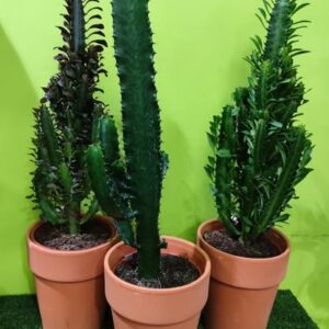 plantes