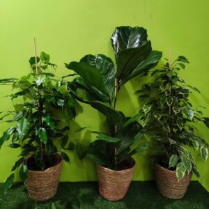 plantes