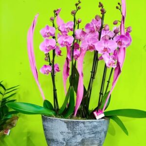 plantes