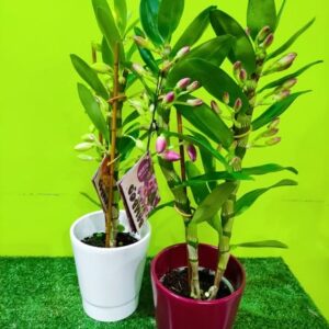 plantes