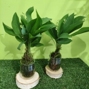 muguet