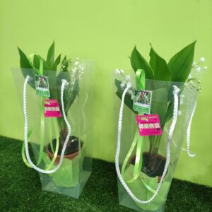 muguet
