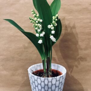 muguet