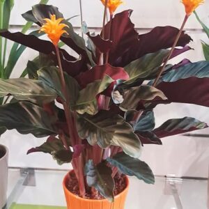plantes