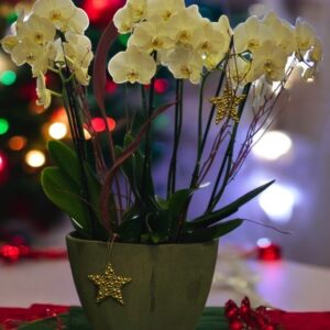 Noel