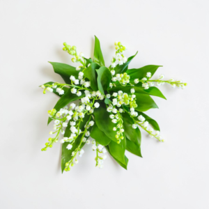 Muguet