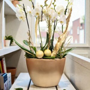 orchidees_blanches_noel