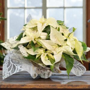 poinsettia_blanc_noel