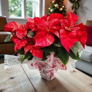pointsettia_rouge